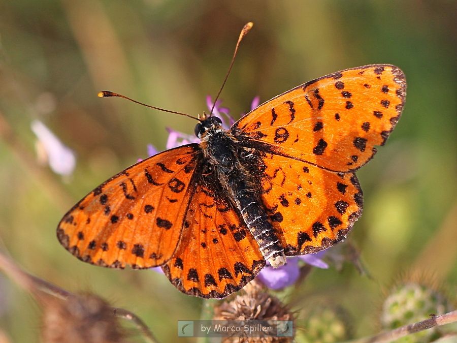 Melitaea didyma